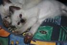 Süße reinrassige Siam Katzen Tonkanese/ Tonkinesen Weibchen/ Männchen Farbe Sea