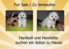 Bichon frise Welpen -der Hund mit den vielen Vorteilen-