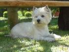 WURFANKÜNDIGUNG West Highland White Terrier Welpen Ende JANUAR 2022