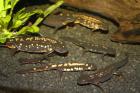 Gebe ab NZ 09 2022 2022 Cynops ensicauda popei / Japanischer Schwertschanzmo