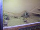 3 bartis mit grossem terrarium