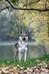 Tschechoslowakischen Wolfshund Welpen