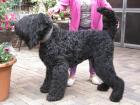 Schwarze russ. Terrier-Welpen