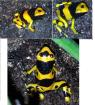 Dendrobates Leucomelas - Gebänderte Pfeilgiftfrösche