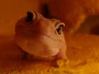 Leopardgecko Zuchtauflösung Blizzard Blazing Blizzard US-Importe