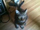 Unser Kater ist seit dem 12. 12. 2022 entlaufen