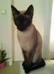 Siam Deckkater gesucht
