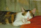 Liebes zu Hause gesucht