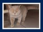 Erfahrener gesunder BKH Deckkater in creme mit Stammbaum