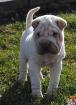 4 süße und knuffige Shar Pei Welpen zu verkaufen