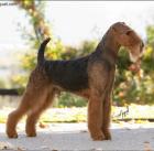 Airedale Terrier Welpen aus Championsverpaarung