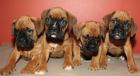 Wunderschöne Reinrassige Boxer Welpen mit Papieren abgabe bereit.