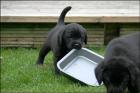 Super Süße Reinrassige Labrador Welpen Schwarz Choco Beige