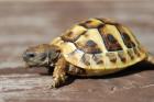 Griechische Landschildkröten Testudo hermanni boettgrie