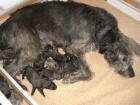 Irish Wolfhound Welpen