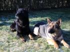 Schäferhundwelpen