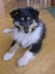2 englische Colliewelpen 1 Rüde und 1 Hündin München Deutscher Bayern Club