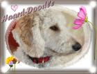 WURFPLANUNG Sommer 2022 Labradoodle / Goldendoodle