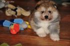 AKITA INU - Japan akita WELPEN