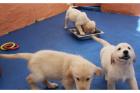 Golden Retriever Welpen zur Verfügung