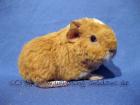 Meerschweinchen abzugeben