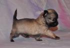 Fantastische superkleine LH Chihuahuawelpen