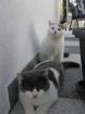2 BKH Kater suchen ein neues Zuhause