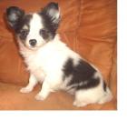 Chihuahuahündin Welpe 11 Wo. LH