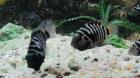 Zebrabuntbarsche
