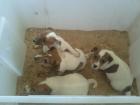 Jack-Russell-Terrier Welpen Tricolor