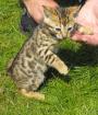 Wurfanmeldung Bengal Kitten mit Papieren