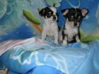 Chihuahua mannlich tricolor