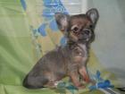 Chihuahua weibchen blue fawn