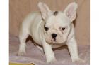 Traumhaft schöne typvolle Französische Bulldog-Welpen
