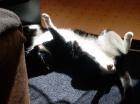Hilfe Kater Timon sucht dringend neues zuhause