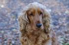 Cocker Spaniel Deckrüde
