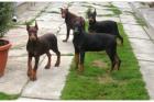 Rassestandart Dobermannwelpen