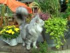 Ein Traum in silver Norwegische Waldkatze 2 Jahreaus DK FiFe Papiere Ausstellun