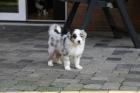 Traumhaft schöne Australian Shepherd Welpen