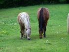 Offenstallplätze bei Lübeck frei auch Rehe- und Rentnerpferde/ponys