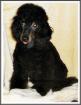 Typvoller Kleinpudelrüdenjunghd black-tan Papiere