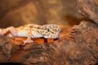 Leopardgecko weibl. inkl Terrarium Exo Terra und Deko abzugeben