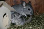 Neuer Chinchillanachwuchs ist da