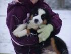 Reinrassige Berner Sennenhund Welpen 10 Wochen