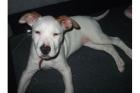12 Wochen alte American Staffordshire Terrier