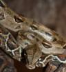 0. 1 Boa constrictor Imperator Honduras NZ Juni 2022 mit Papieren
