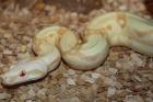 0. 1 Kahl Albino NZ 11 mit Herkunftsnachweis