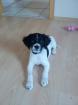 Welpe Labrador-Bracke-Spaniel Mix
