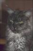 Black smoke Maine Coon Dame