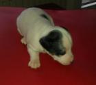 Bildschöne reinrassige Jack Russell Welpen